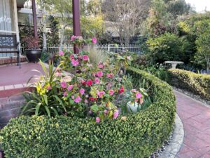 Camellias in bloom