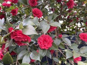 One of the nearly 20 camellia bushes in flower