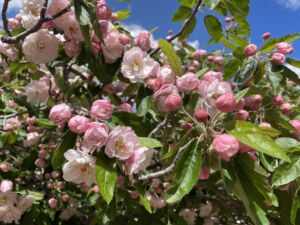 Lebanese apple - fragrant and noisy with the hum of bees