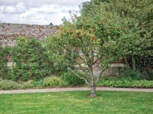 This one had several fruit trees and vegetable patches